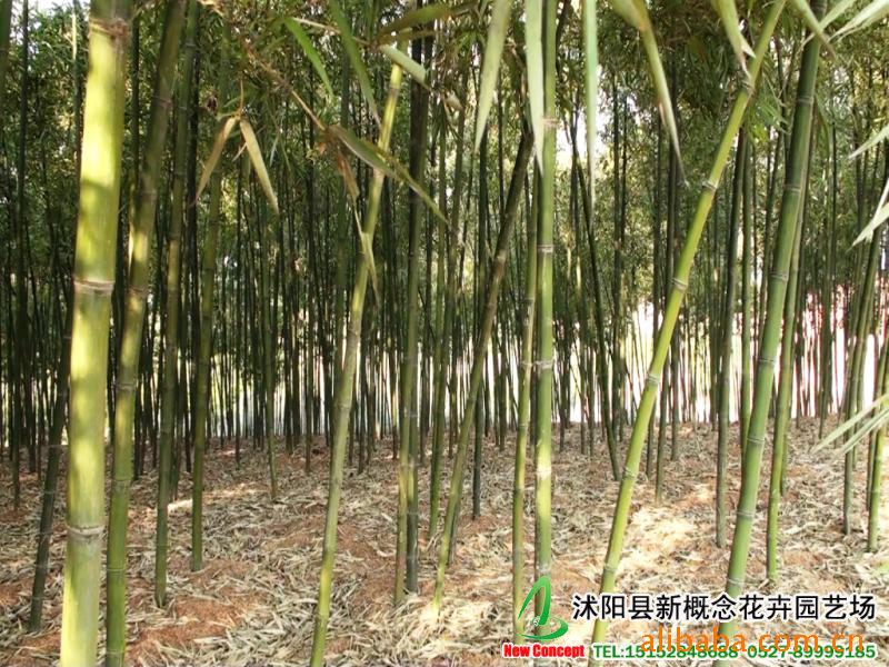 电子商务是什么?这不仅仅是一个问题,更是一种生活方式的转变。